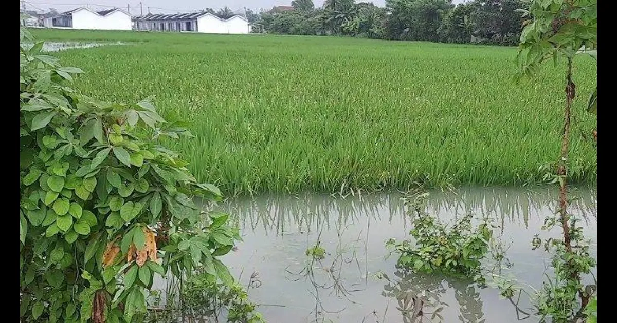 Imbas Banjir, Ribuan Hektar Sawah Petani di Tiga Kecamatan di Karawang Alami Puso